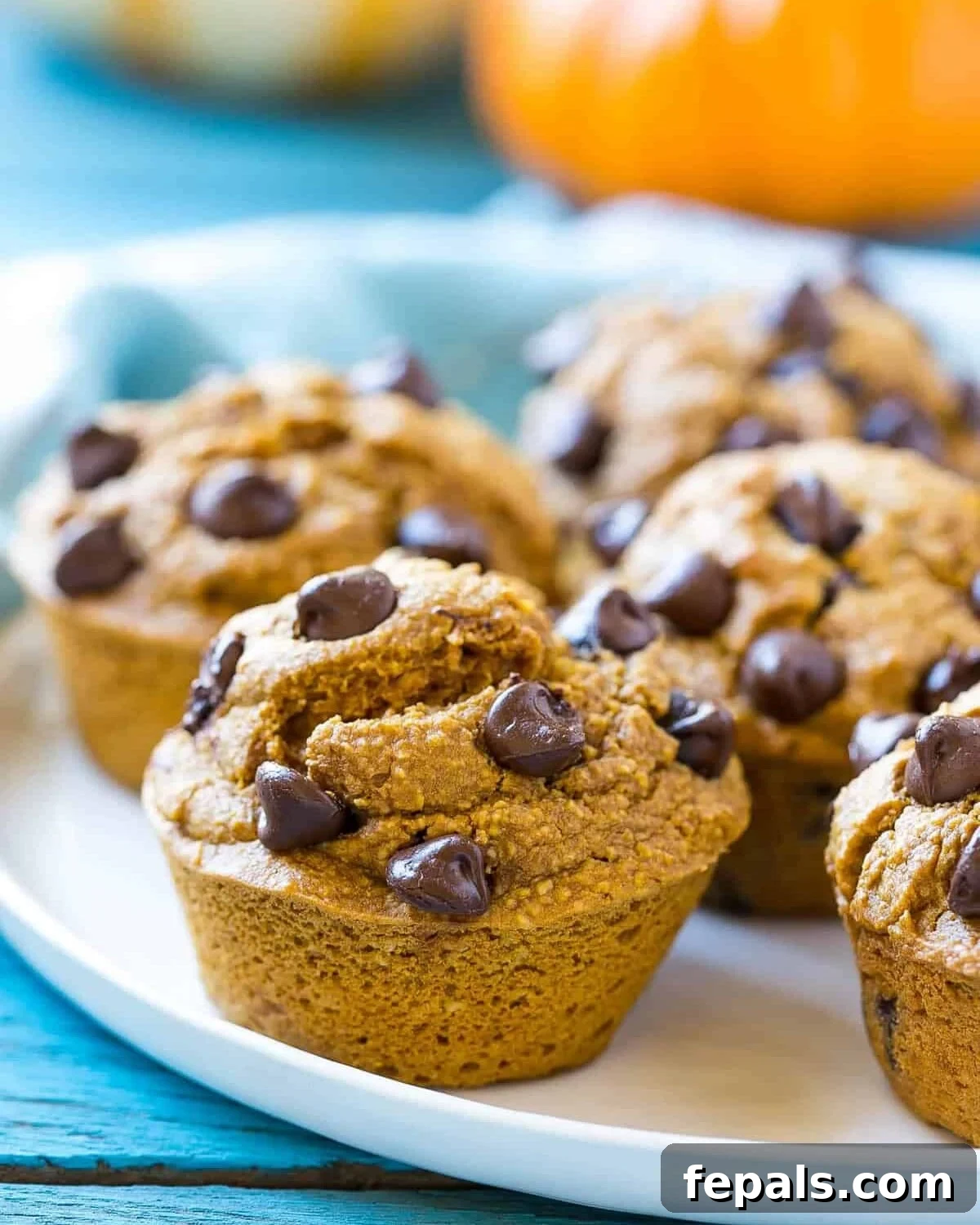 A collection of pumpkin muffins with chocolate chips arranged artfully on a white plate, ready for serving.
