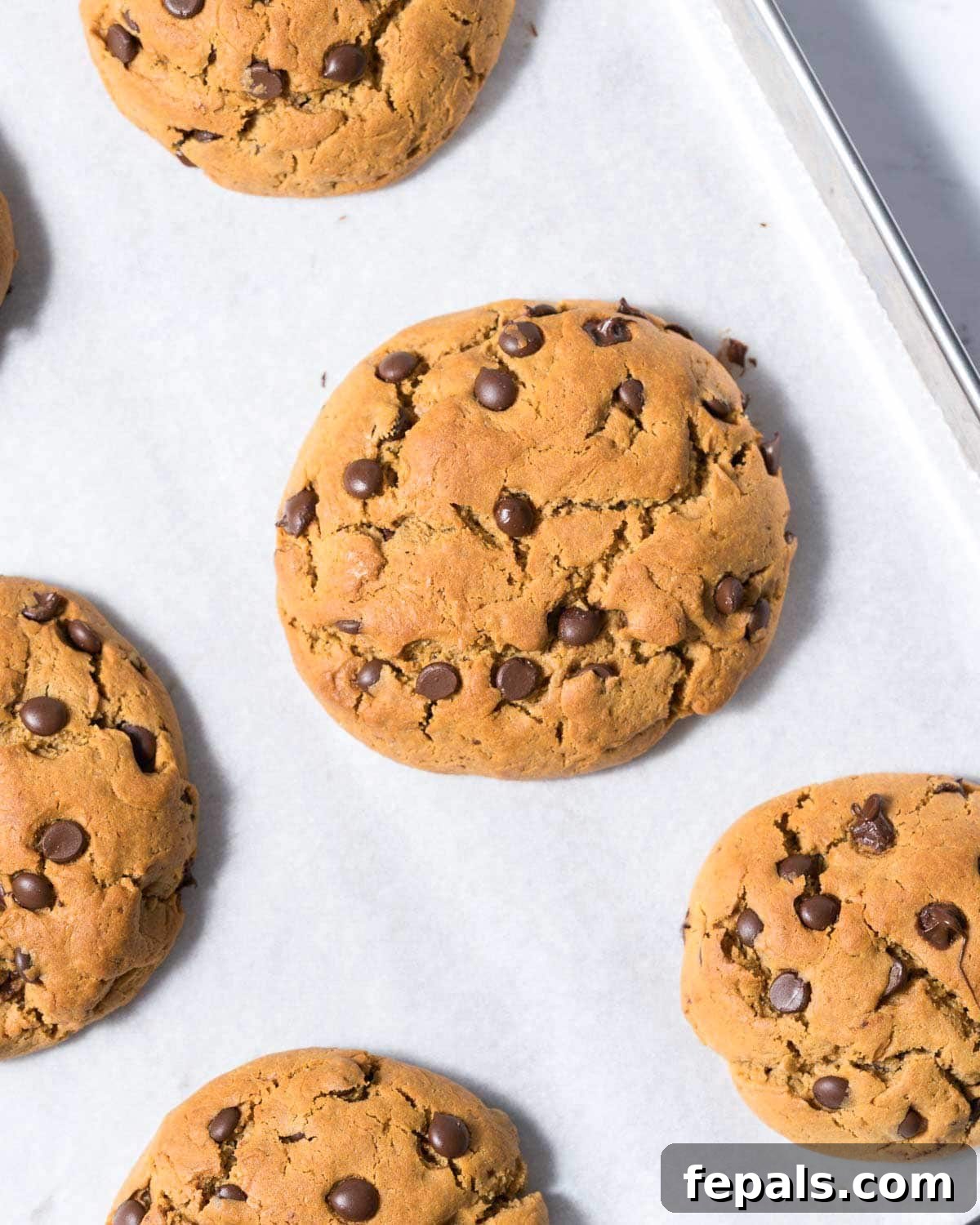 Power-Packed Protein Chocolate Cookies 11 A freshly baked protein chocolate chip cookie resting on a sheet pan.