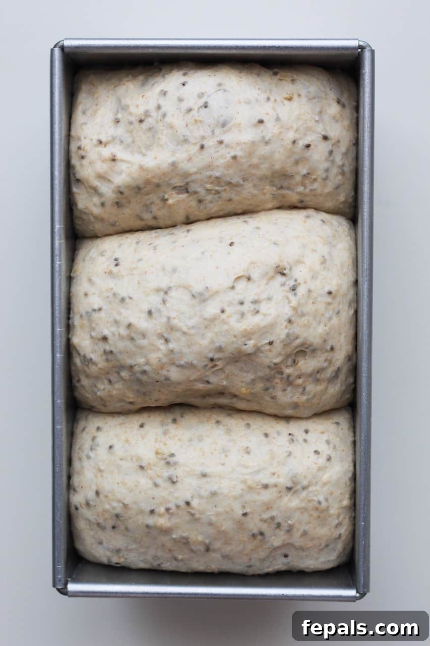 Artisan Whole Wheat Chia Loaf 7 dough in a loaf pan, ready for its second rise