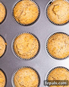 Top-down view of a tray of freshly baked muffins, golden brown and perfectly risen, cooling in the tin.