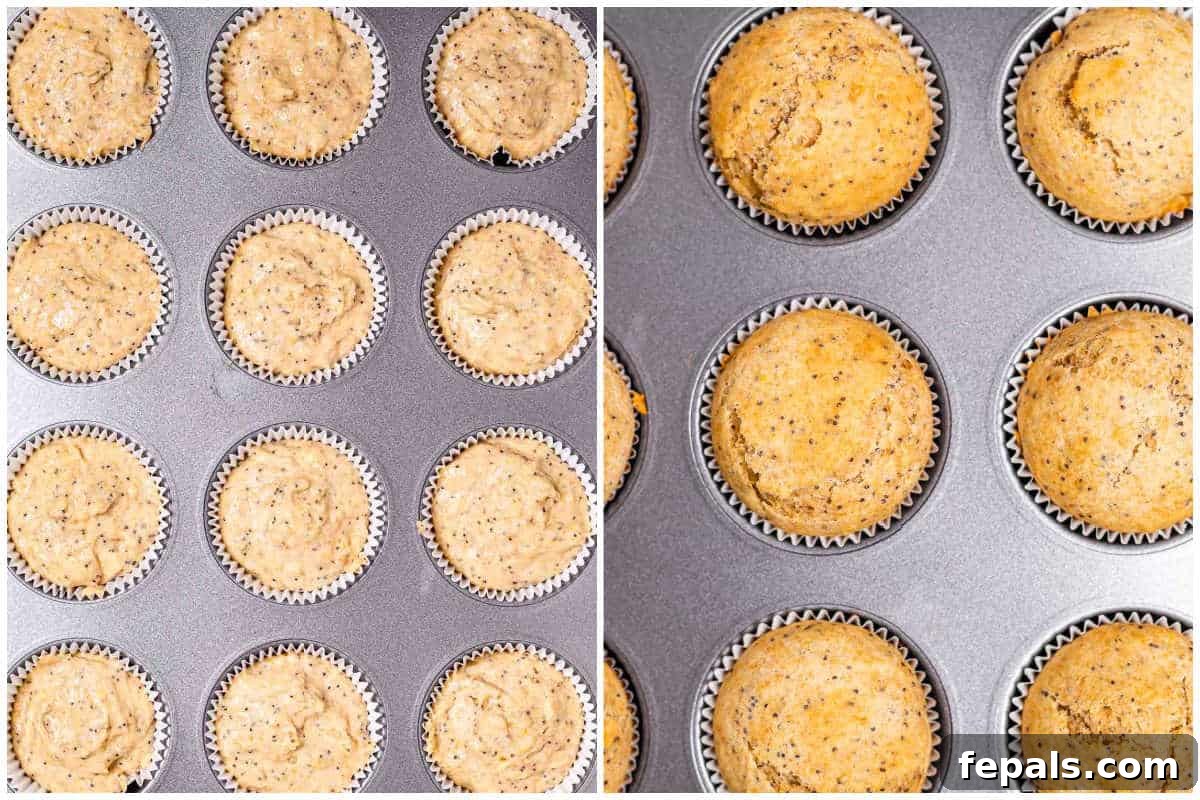 A visual demonstration of muffin batter being carefully scooped and distributed into a prepared muffin pan, illustrating the process of filling each cup evenly before baking.