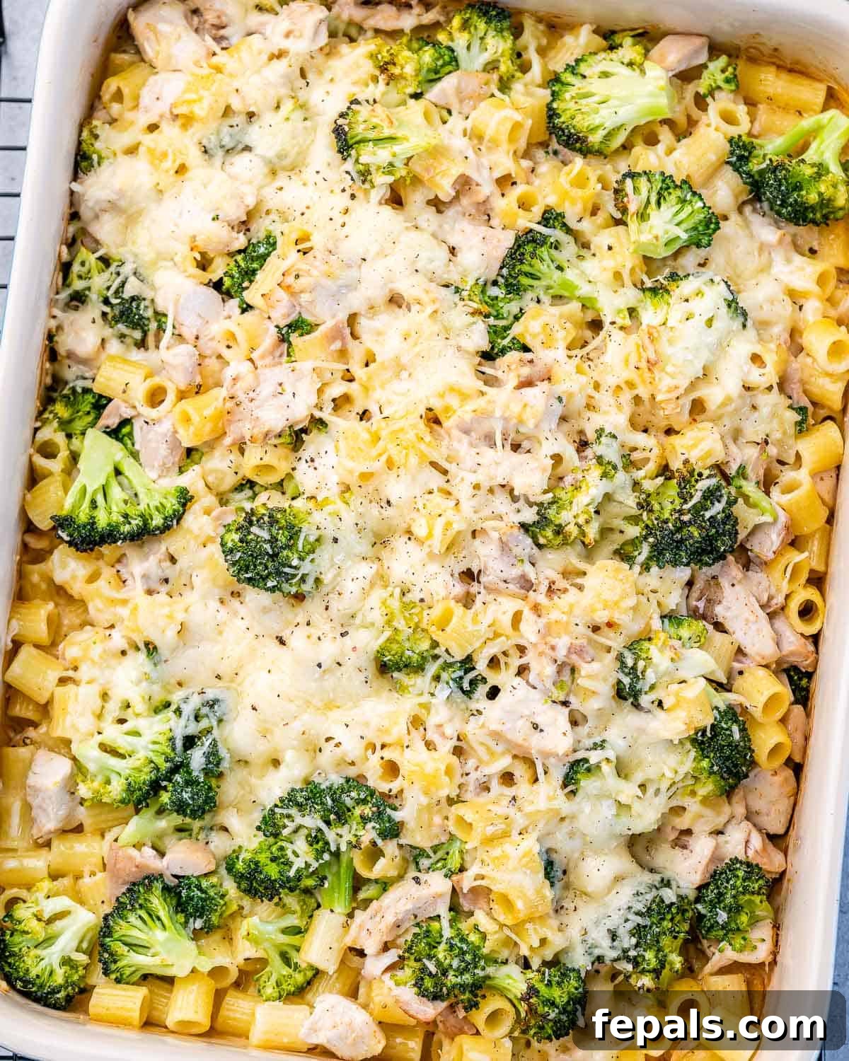 Baked chicken Alfredo pasta casserole, golden and bubbly, fresh from the oven.