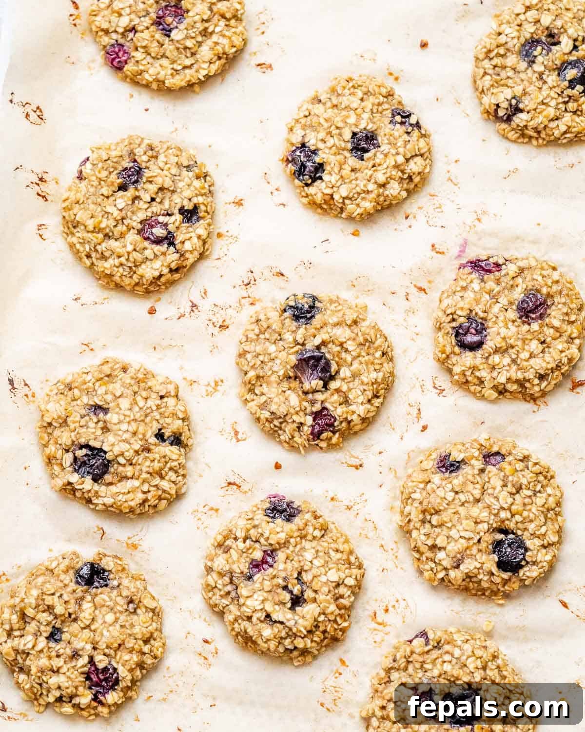 Soft-Baked Blueberry Oatmeal Cookies 9 A baking sheet filled with freshly baked, golden brown oatmeal cookies studded with blueberries, cooling on the pan.