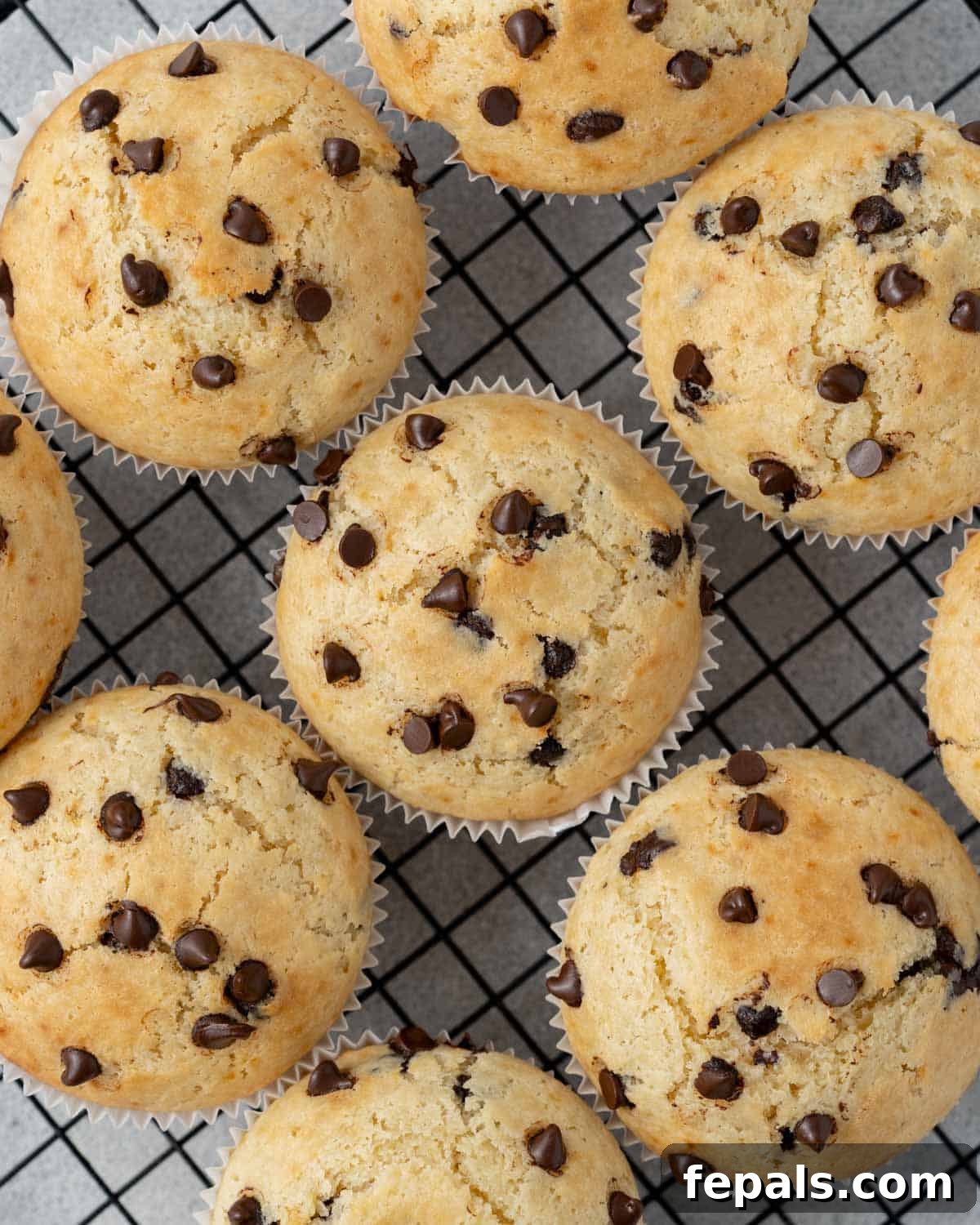 Overhead shot of six muffins on a cooling rack, arranged closely and showing chocolate chip distribution.