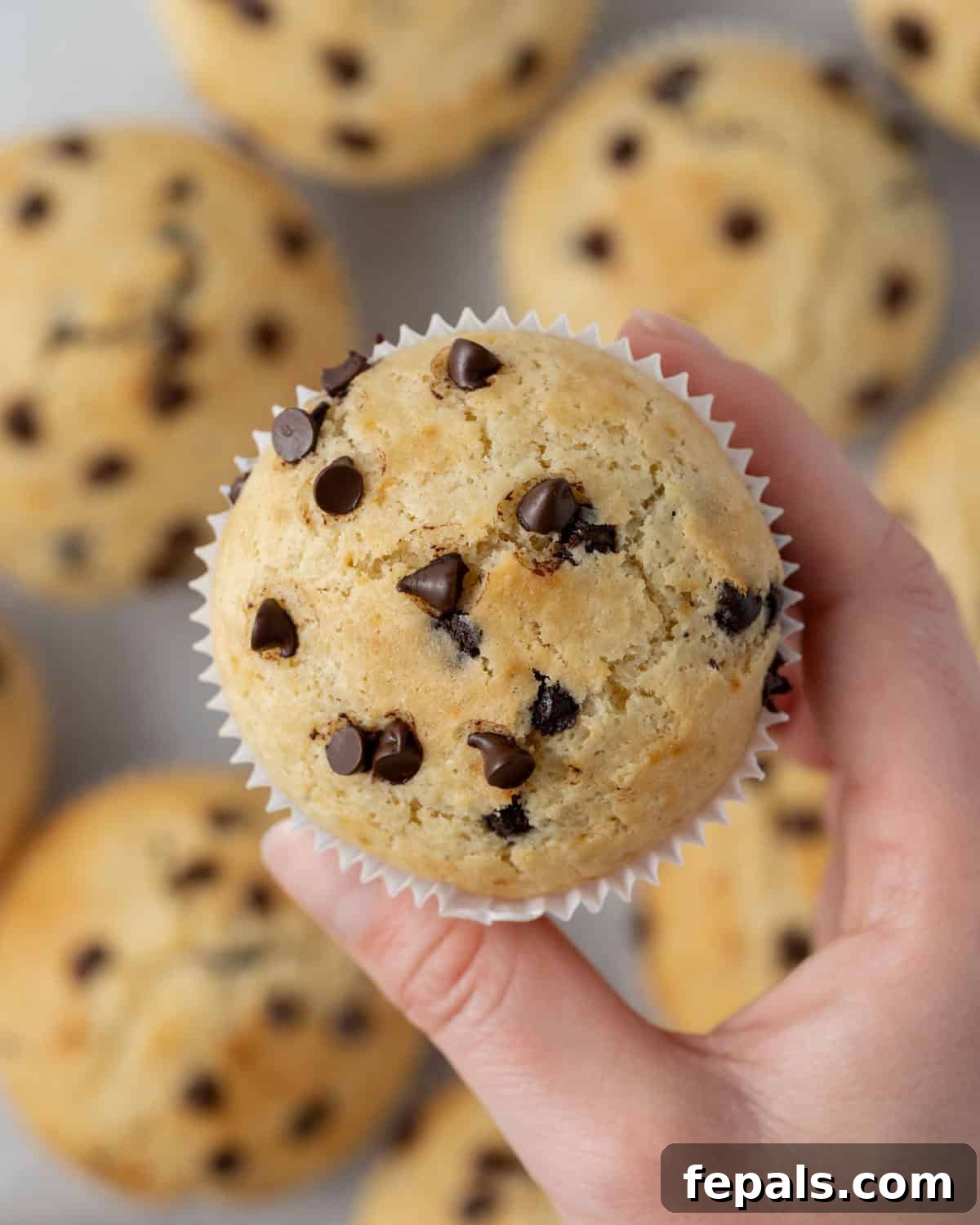 Muffin held upright showing an even crumb and plenty of mini chocolate chips inside.