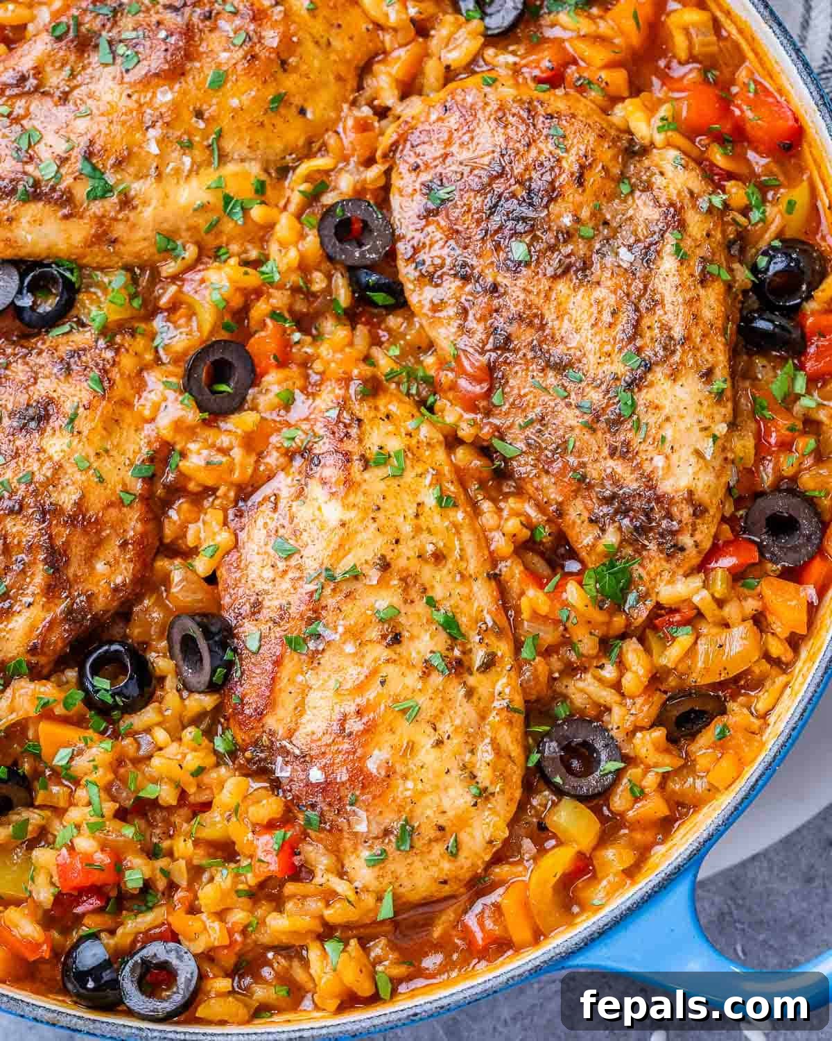 Skillet of Spanish chicken and rice with juicy chicken breasts, red and yellow peppers, and black olives, garnished with parsley.
